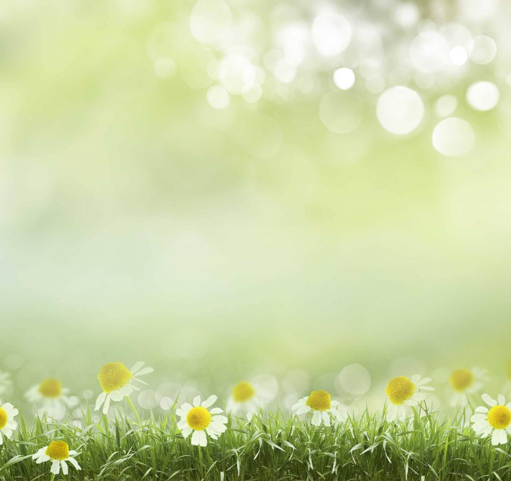 background màn hình led khung cảnh mùa xuân